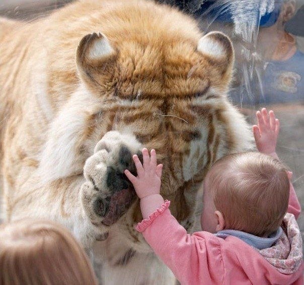 Огромный бенгальский тигр за стеклом вольера заинтересовался маленькой девочкой. Фотограф Дирк Дэниэлс рассказывает: «Я заметил, что малышку очень заинтересовали «большие кошки». Я своим глазам не поверил, когда тигр, явно заинтересовавшись, подошел к стеклу и поставил лапу точно напротив руки малышки. Она, впрочем, совсем не испугалась, она даже в ладоши хлопала от восторга!».