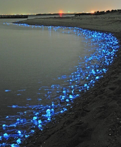 Тояма: светящиеся мерцающие медузы (Япония)