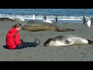 Морской тюлень просит ласки. Он бесподобен :)
