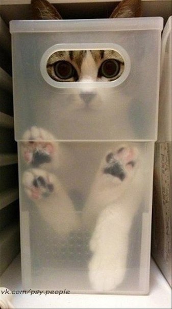 Коты прячутся )