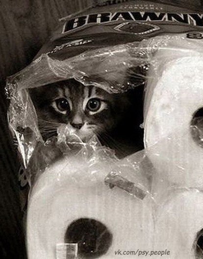Коты прячутся )