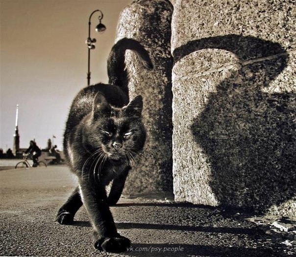 Чёрный кот, перебегающий вам дорогу, означает, что животное куда-то идёт. Не усложняйте жизнь ни себе, ни ему.