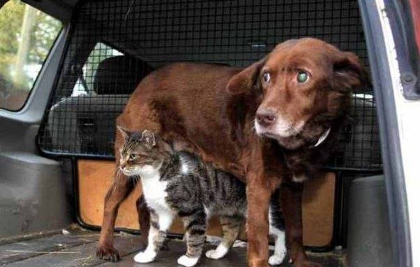 Кошка стала поводырем для слепого пса!