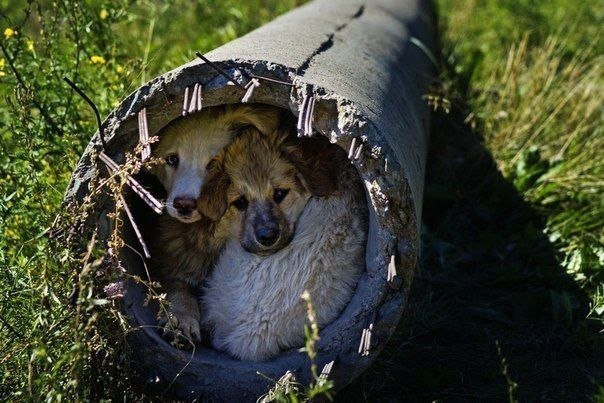 Бездомные, нашли приют в упавшем столбе